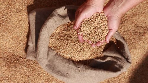 Hands Holding Wheat Kernels Over Grain-filled Burlap Sack