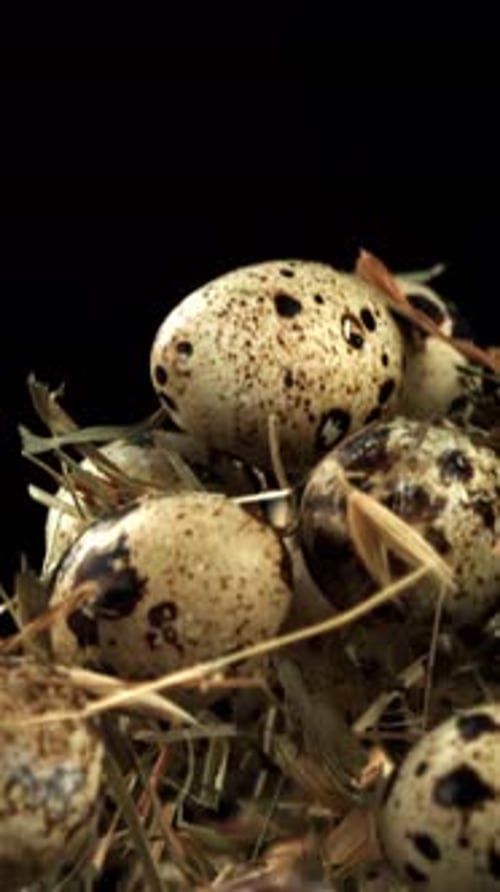Quail Eggs Fly Up with Hay Filmed on a Highspeed Camera at 1000 Fps