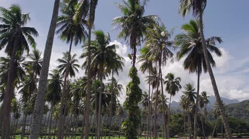 Lush palm trees in tropical island location, slow pan