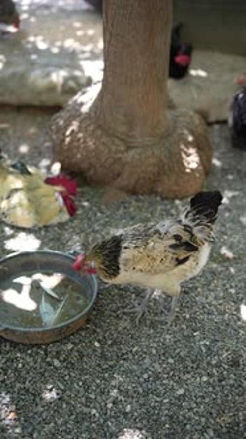 Chickens Drink From Silver Bowl Under Tree