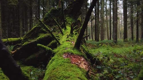 Piste de caméra arrière portative sur un vieux tronc d'arbre tombé et moussus au milieu d'une forêt boréale verte