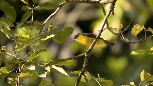 Rusty-margined Flycatcher Perched On Tree Branch On A Sunny Day. wide