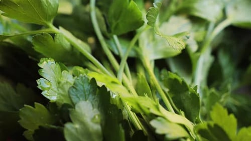 Aromatic Parsley Close Up Fresh and Healthy Greens