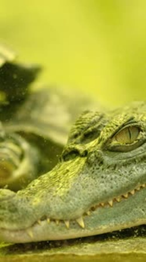 Crocodile effrayant reposant près d'une tortue dans un enclos
