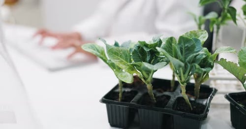 Science, research and typing with plant in laboratory for report, growth