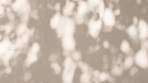 Transparent Soft Light and Shadows From Branches Plant Foliage and Leaves Morning Sunlight and Tree