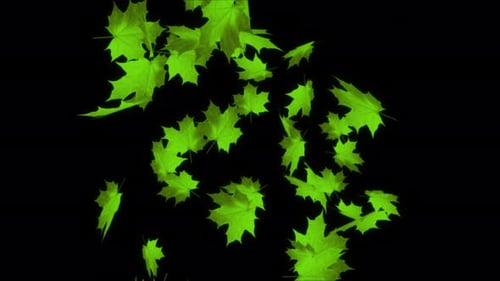 Green Maple Leaves Falling Transition