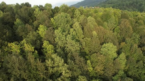 Aerial Shot Forest