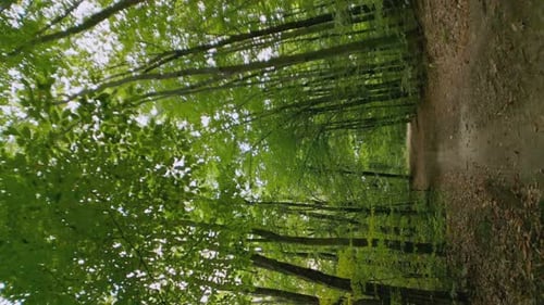 Dirt Road in the Forest