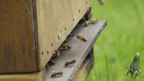 Des betteraves dans votre maison d'abeilles. Arrive et repart de la maison des abeilles