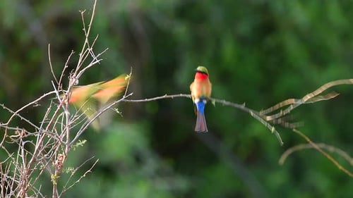 Red Throated Bee Eater with bright red green yellow and blue feathers