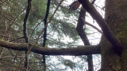 A wild bird flying from one branch to another in the forest.