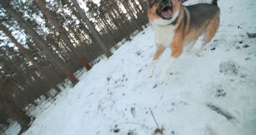 Perro rabioso agresivo y enojado corriendo al aire libre en un bosque nevado ante la cámara