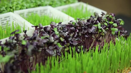 jeunes micropousses vertes dans le jardin du fermier