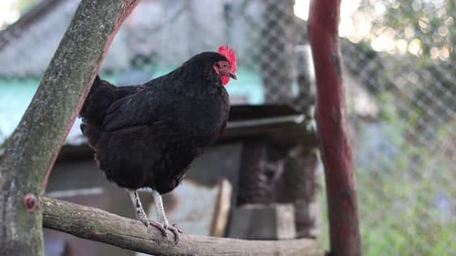 04. Chickens on a rural farm. Agriculture. Poultry breeding. Breeding chickens.