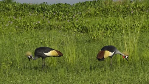 A breeding pair of crested cranes searches for food in a lush green meadow dotted with wildflowers.