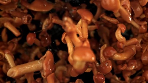 Shiny Pickled Mushrooms Tossed on Black Background