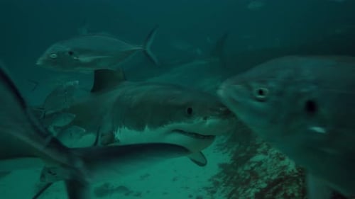 Great White Shark Carcharodon carcharias Neptune Islands South Australia 4k slow motion 50fps