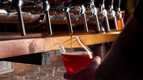 Closeup in Beer Hall at the Bar Counter the Bartender's Hands Pour Light Beer Into a Glass