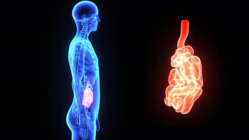 3D Animated Small Intestine and Human Body Medical Rotation