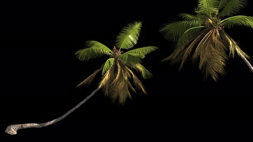 Realistic Swaying Palm Trees Loop with Alpha Channel