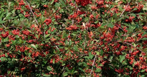 Branches of Cotoneaster with Red Berries, Normandy in France, Real Time 4K