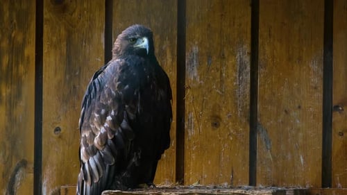 Hoch stehender Adler mit intensivem Blick