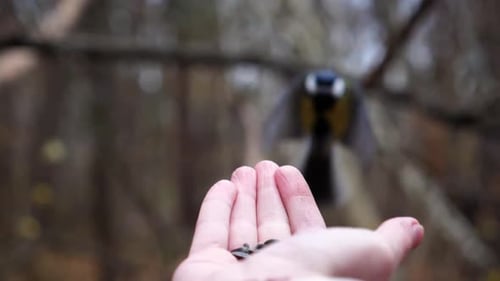 Bird Feeds From Hand in Forest