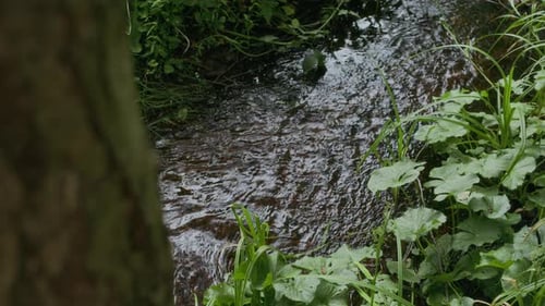 Blick aus der Vogelperspektive auf einen Bach, der durch Waldpflanzen und Laub fließt