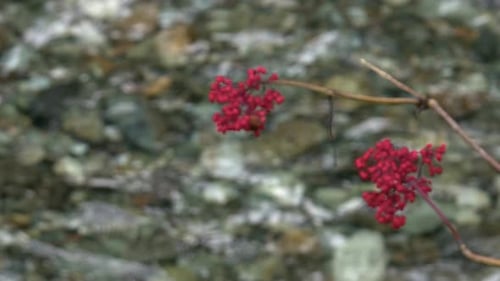Copy space pull focus from shallow river flow to red elderberry berries