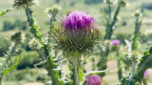 Milk Thistle 4K