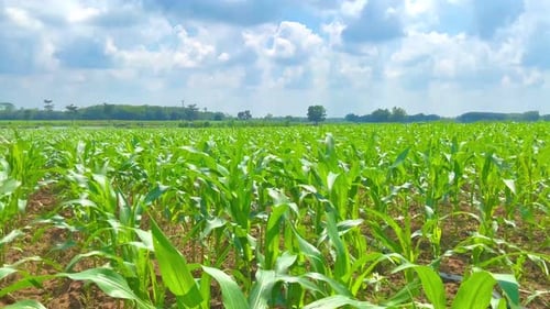 green and fresh young corn farm