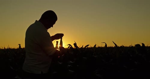 Farmer Inspecting Crops at Sunrise