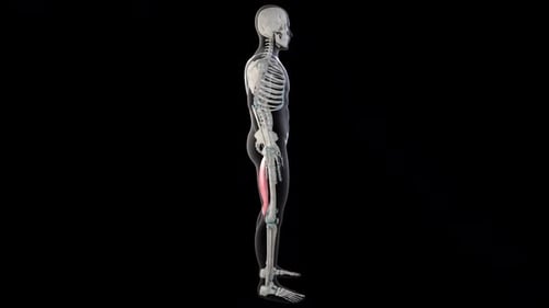 3D Human Skeleton and Leg Muscles Rotating Anatomy