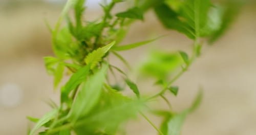 Close up of marijuana plant blowing in the wind
