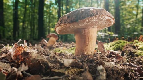 Edible Porcini Mushroom Sprouting From Forest Soil Among Leaves and Moss Symbol of Autumn Harvest