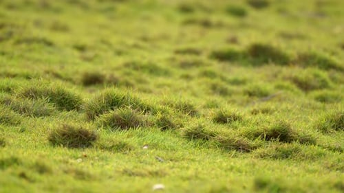 garden green grass closeup view