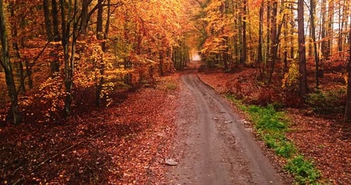 Sentier pédestre dans une forêt feuillue en Pologne en automne.