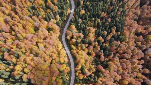 Road In The Autumn Forest
