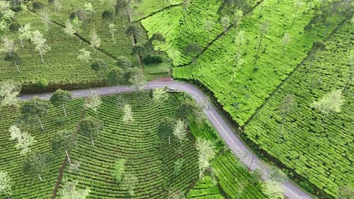 Drone shot of a scenic tea plantation with a winding road between neatly arranged tea bushes.