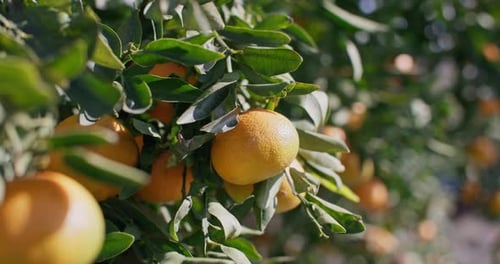 Vitamins Fruit Tangerines Grow on a Tree Orange Citrus Ripens in the Garden