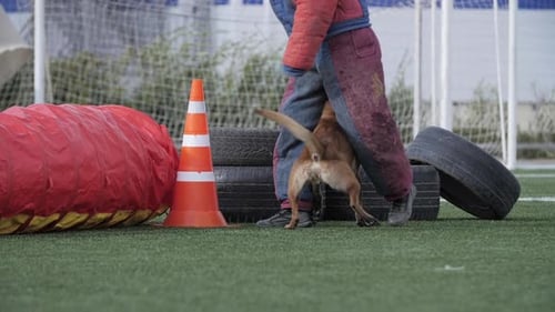 Dog in Training with Trainer in Protective Suit Training for Service