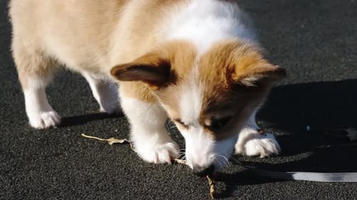 Close-up A small Pembroke Welsh Corgi puppy stands in a city park on a sunny day and chews a stick.