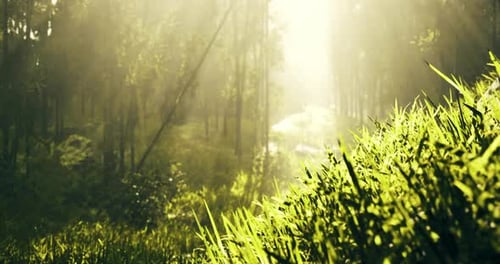 Sunlight Filters Through Trees in a Serene Forest Landscape at Dawn
