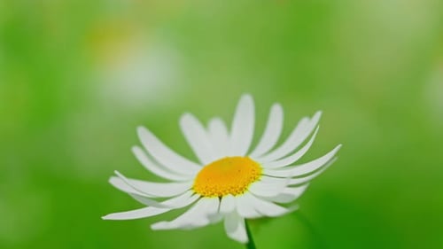 Meadow Daisies on a Sunny Day
