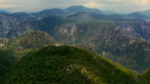 Forest Mountains