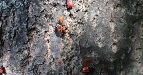 The firebug, Pyrrhocoris apterus, is a common insect of the family Pyrrhocoridae. Shooting macro.