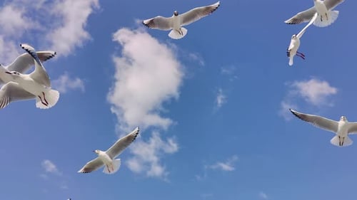 Flock of Birds Flying Against Blue Sky