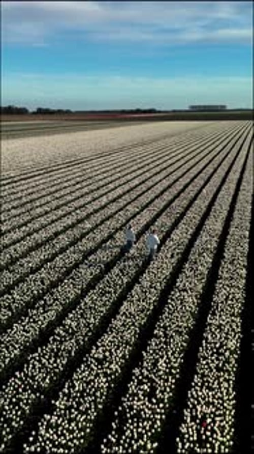 À la découverte de vastes champs de tulipes dans le Flevoland lors d'une belle journée de printemps aux Pays-Bas