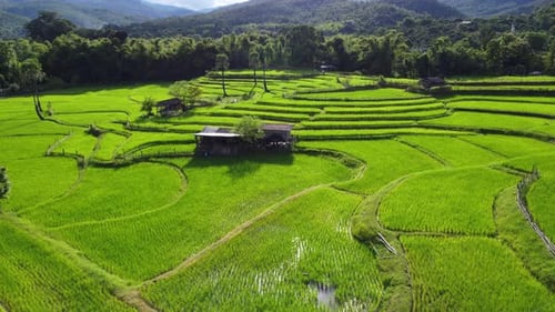 Aerial view of the green rice terraces on the mountains in spring.